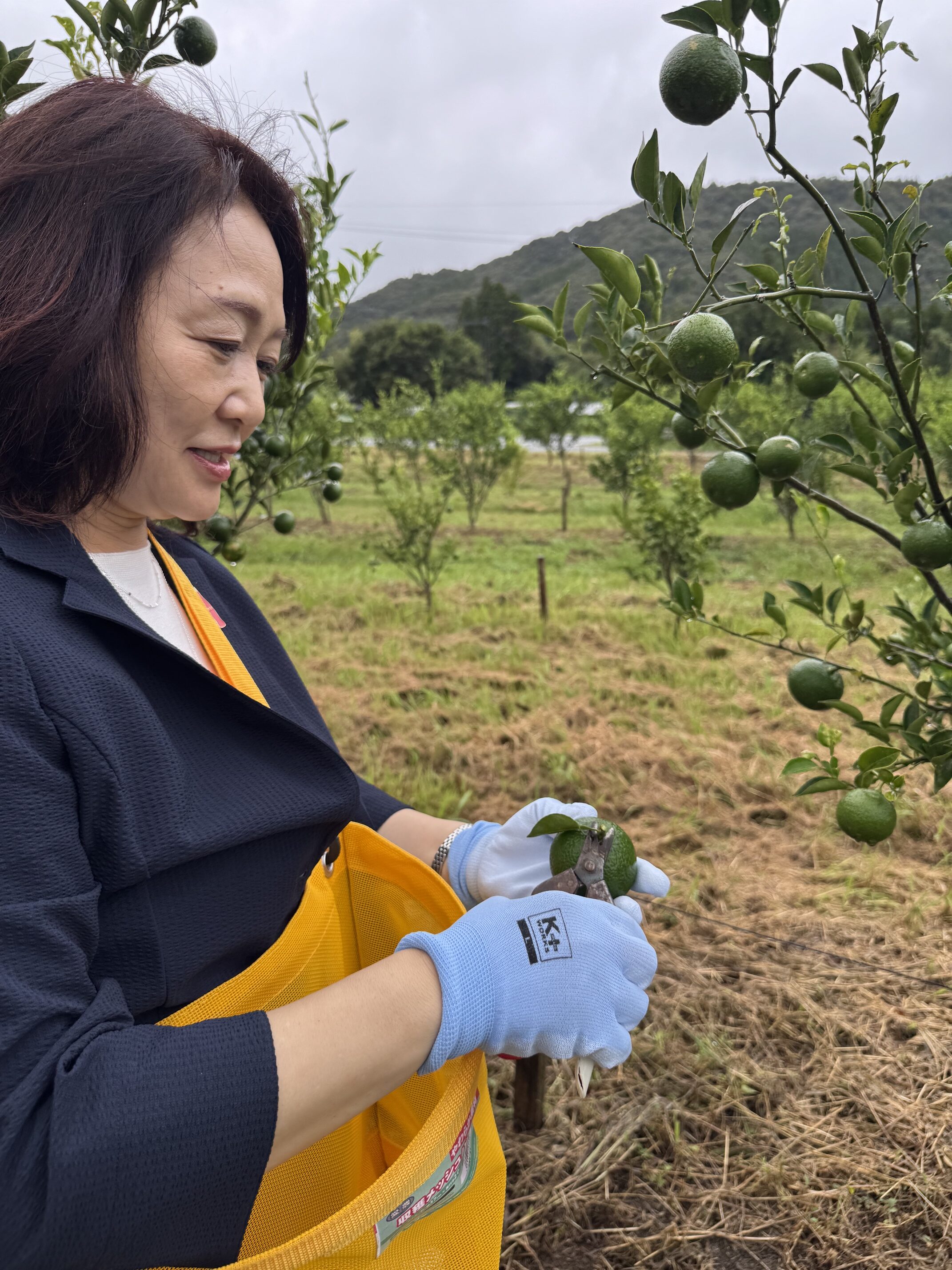 ひむか農園の圃場でへべすを収穫する荷堂真紀副社長